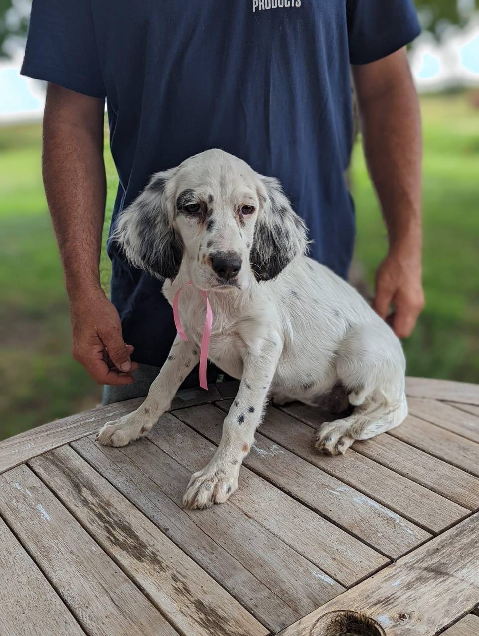 Setter named Lucy