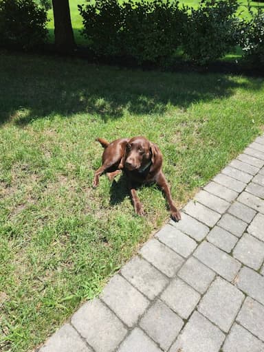Chocolate Labrador retriever named Rio