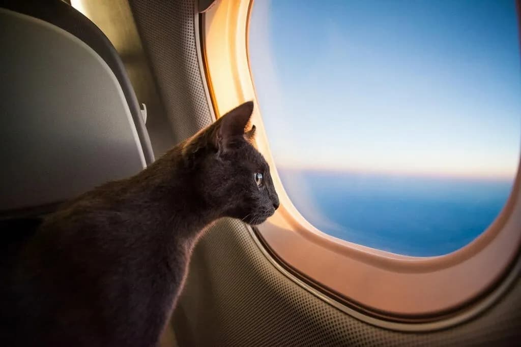 ship pet by air