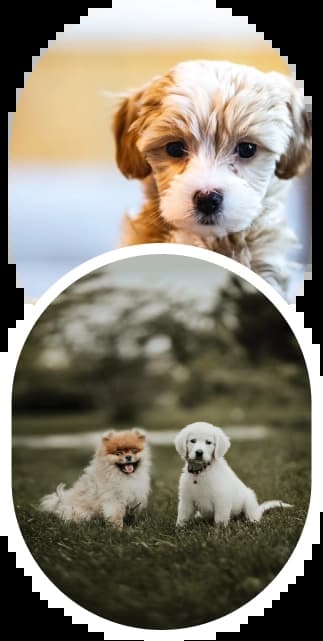 pet shipping Irving, TX