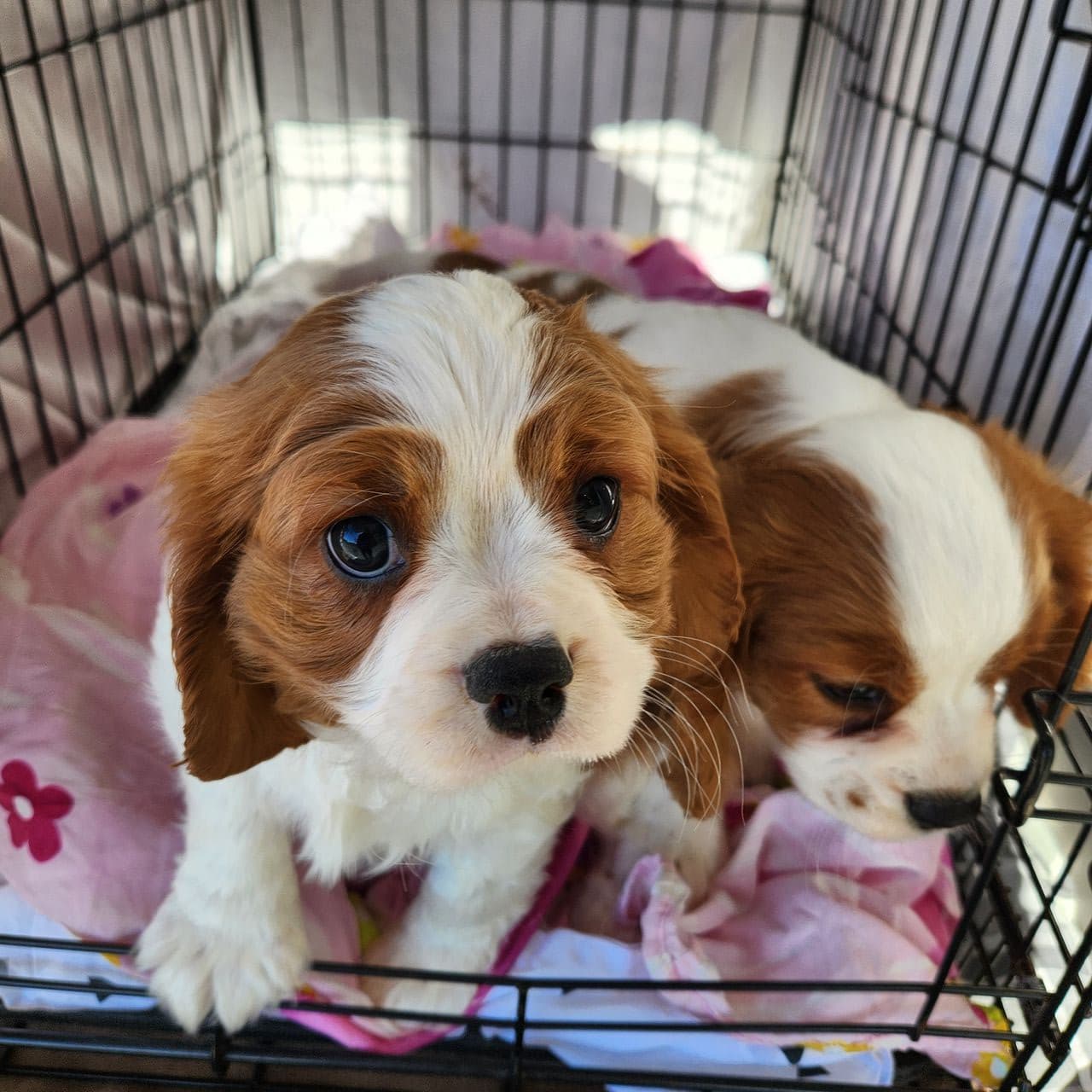 Pet travel photo 2