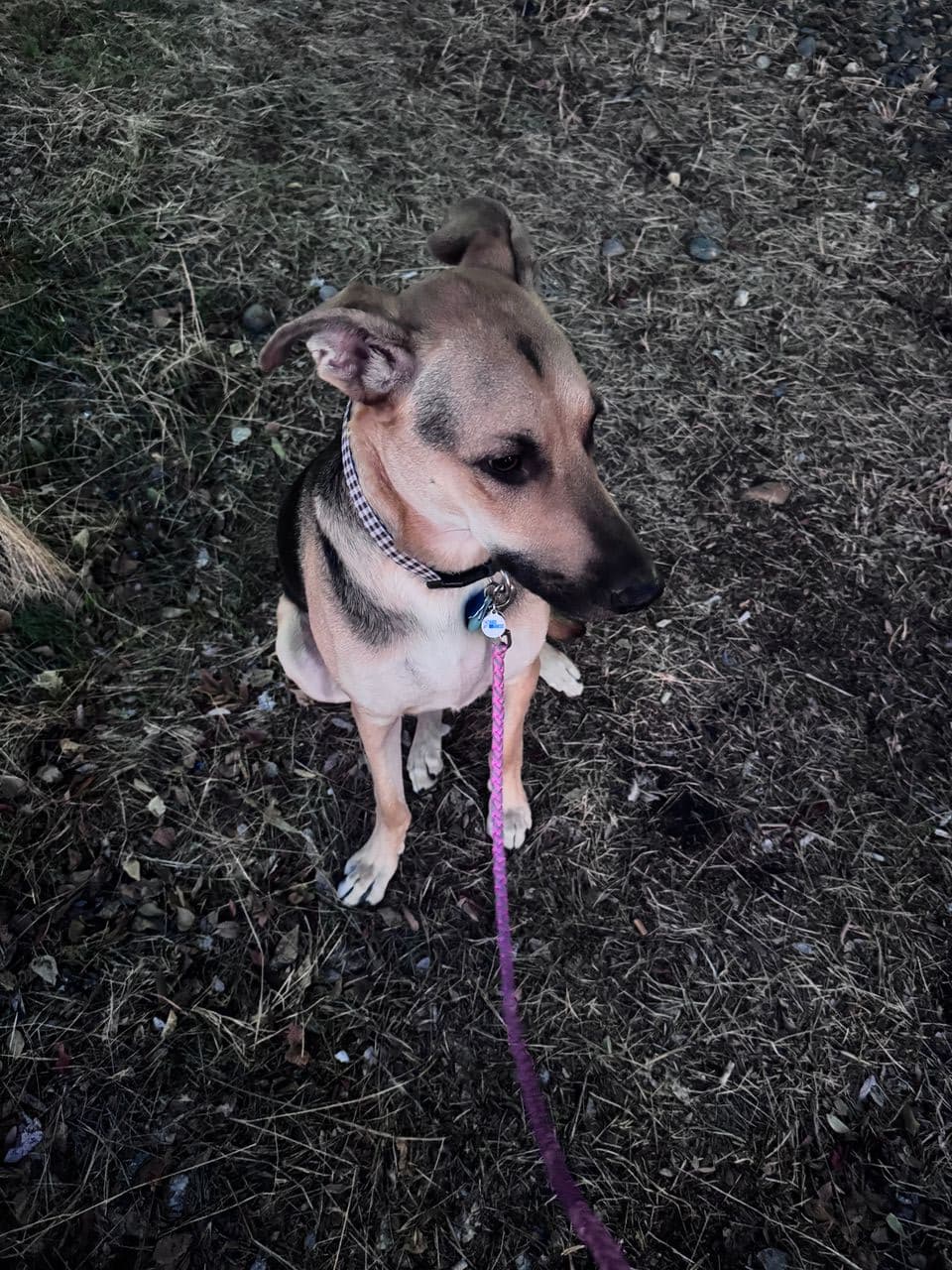 Pet travel photo 3