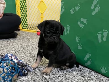 Pug named Forest pup
