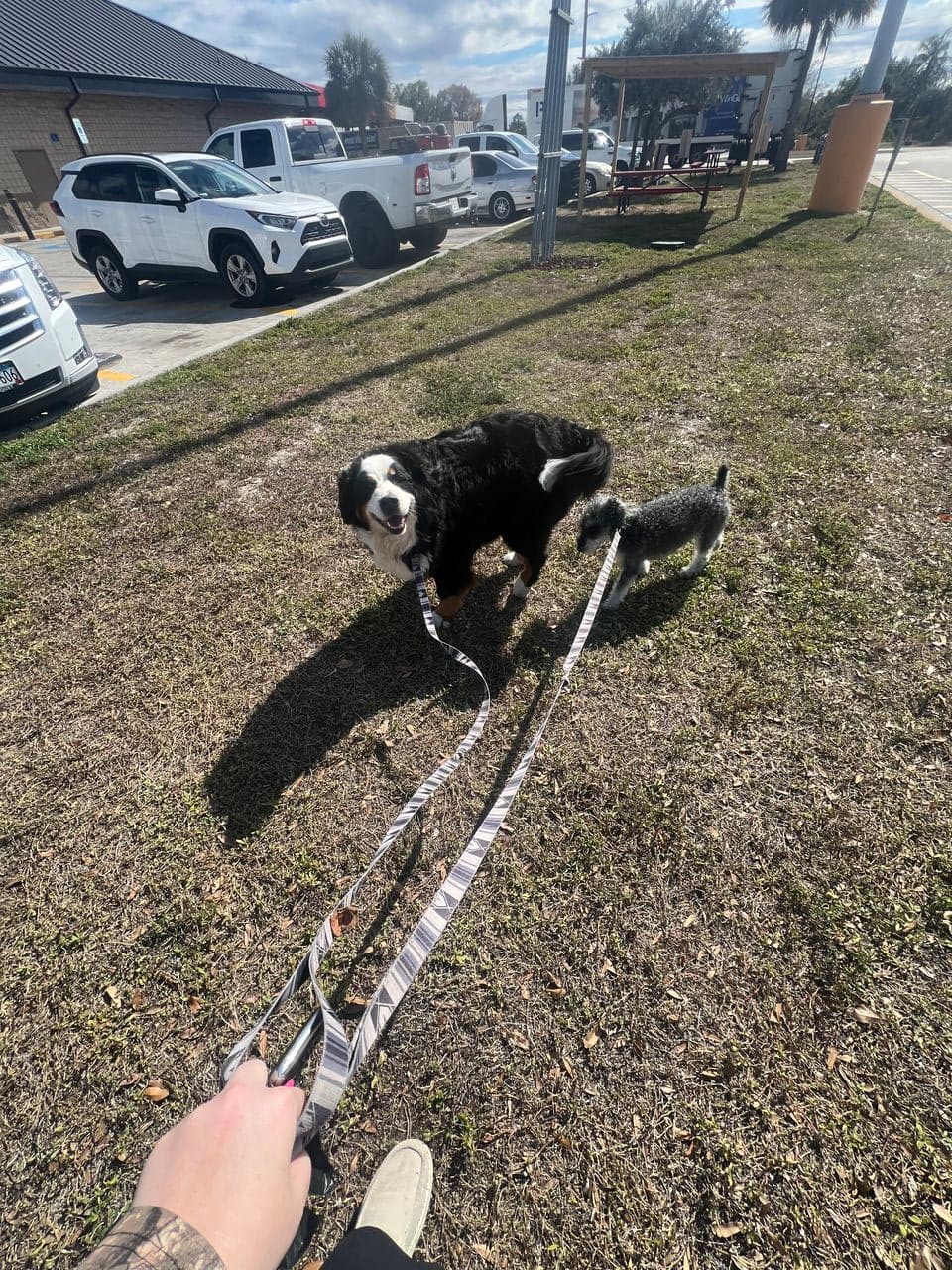 Pet travel photo 2