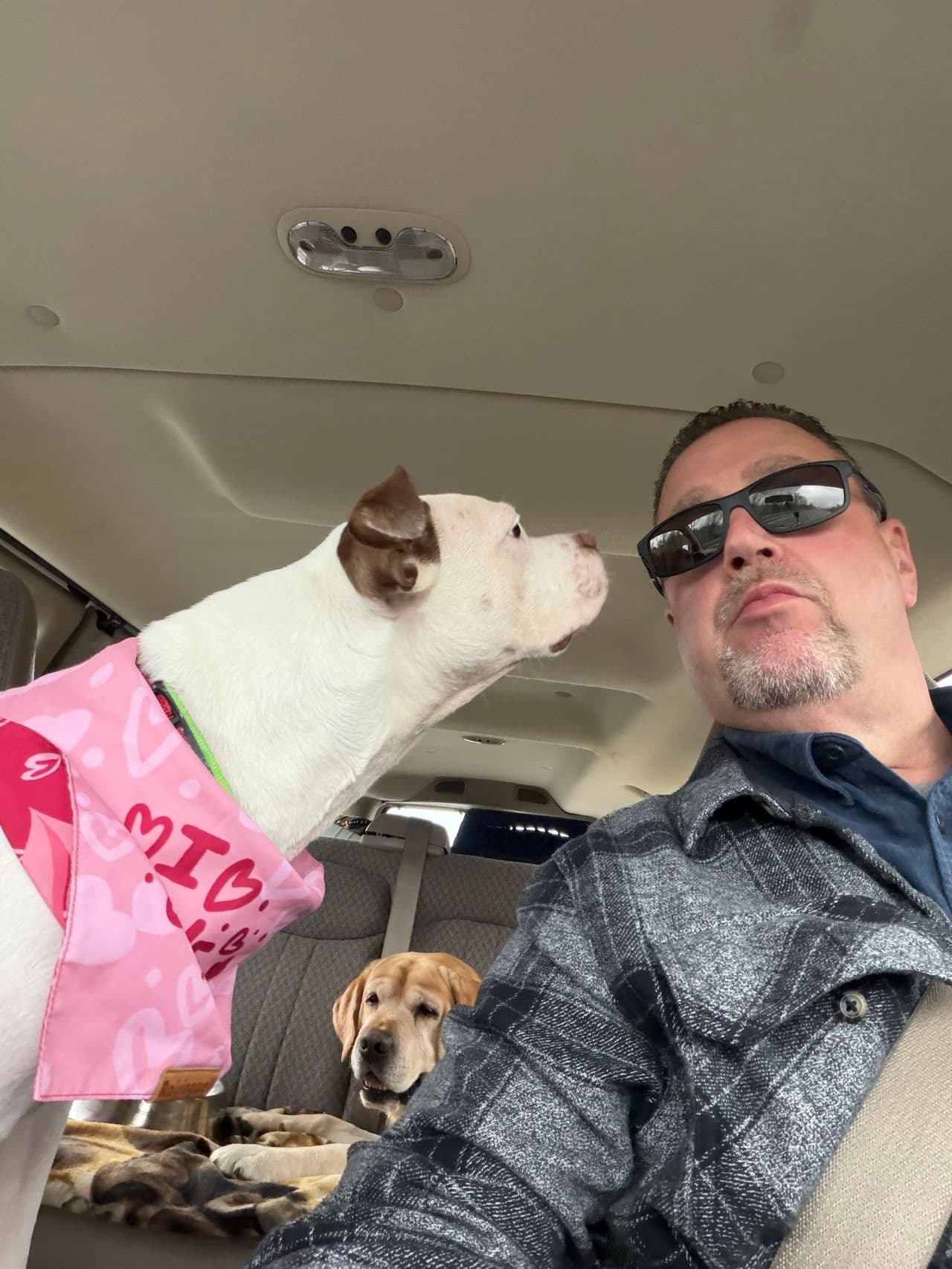 Pet travel photo 5