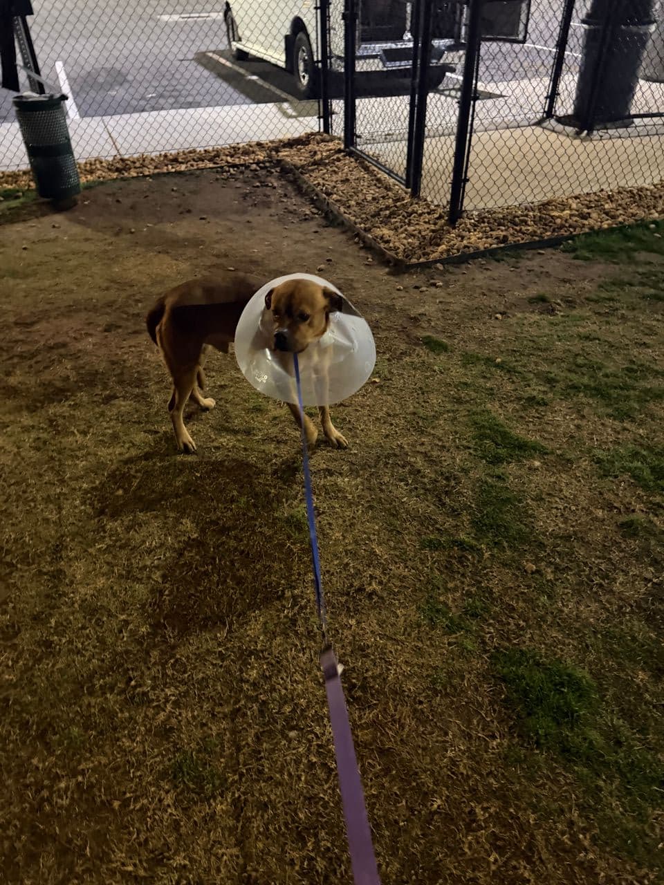 Pet travel photo 3