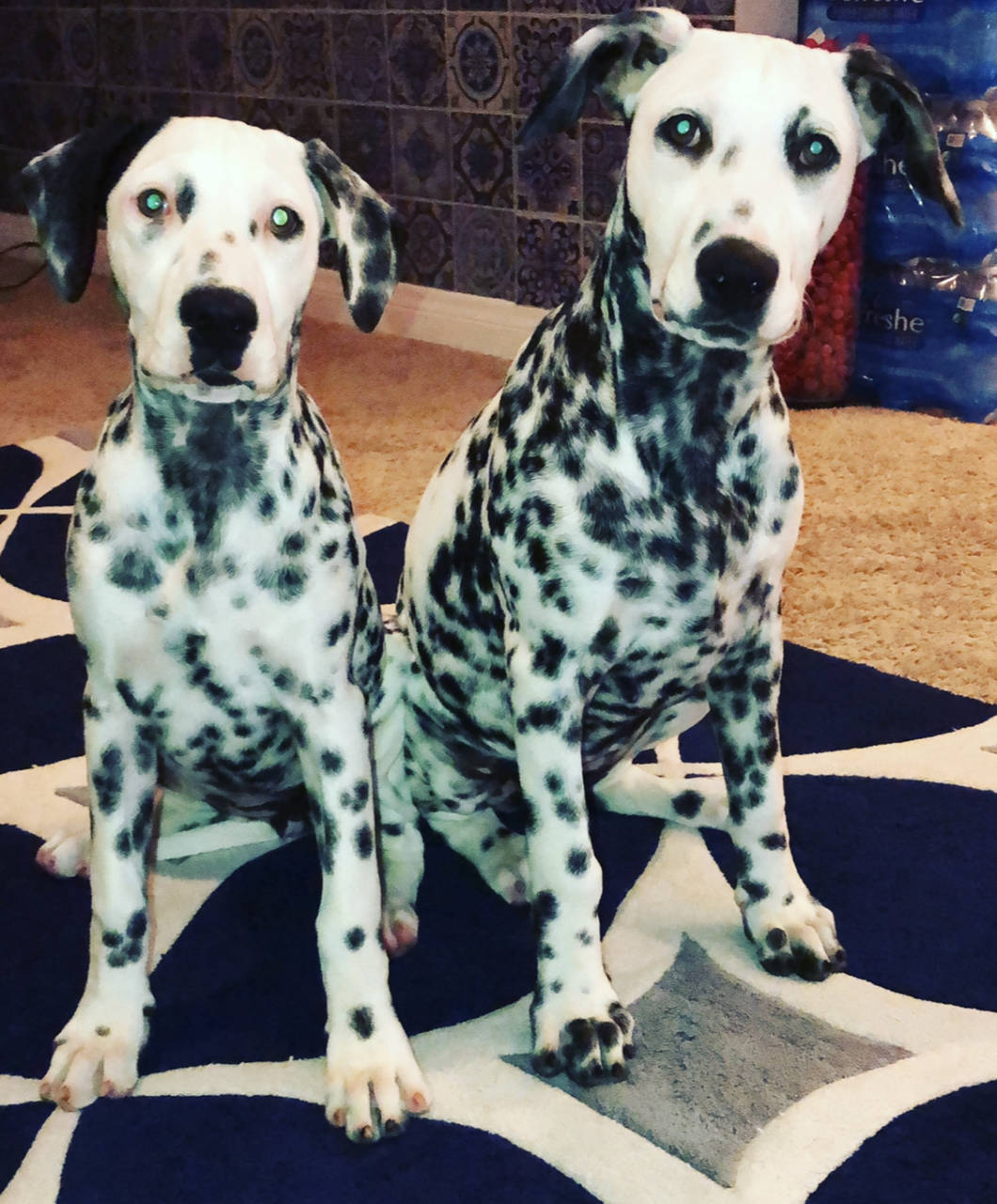 Dalmatian named Penny & Patches