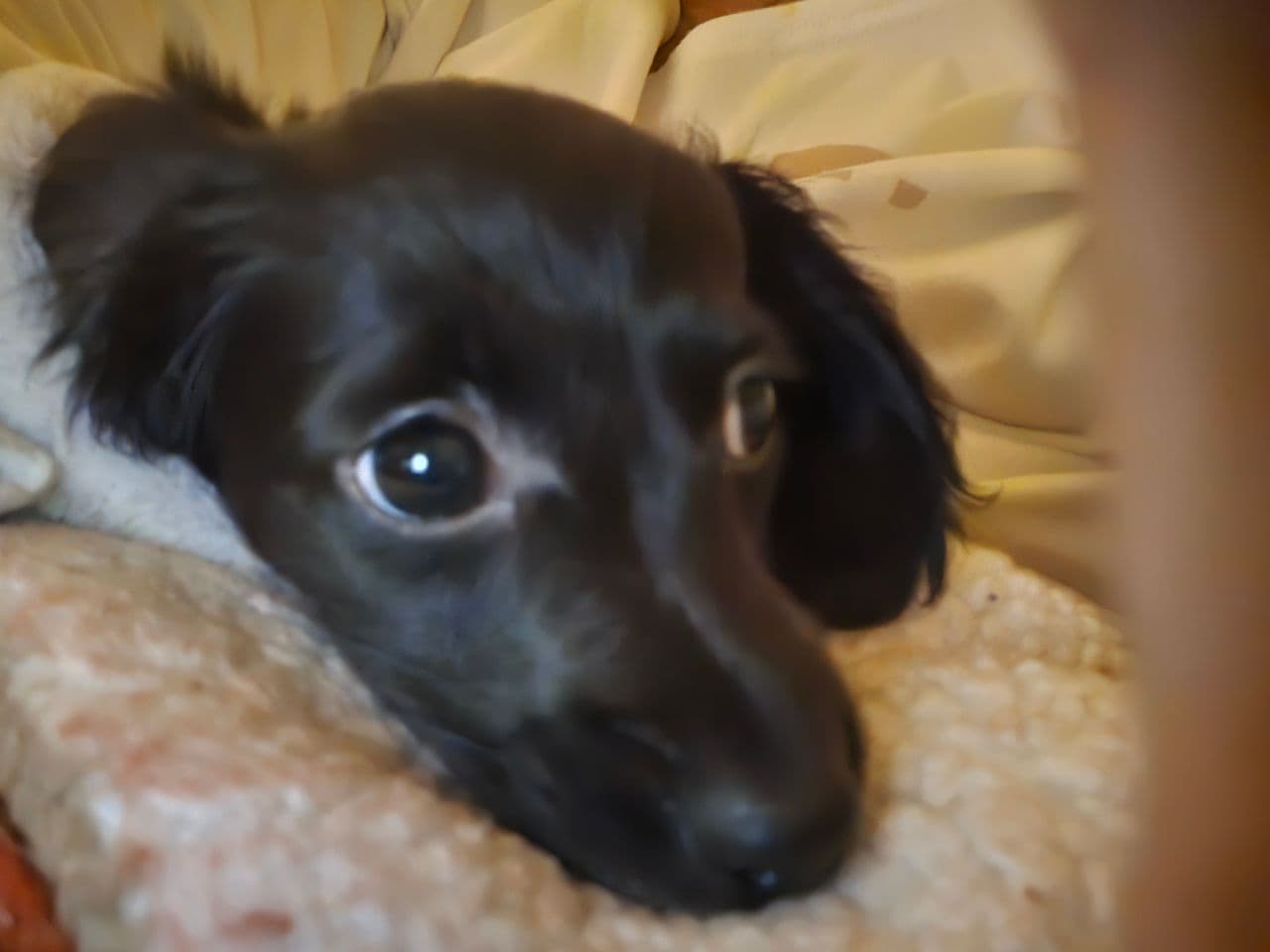 Pet travel photo 4