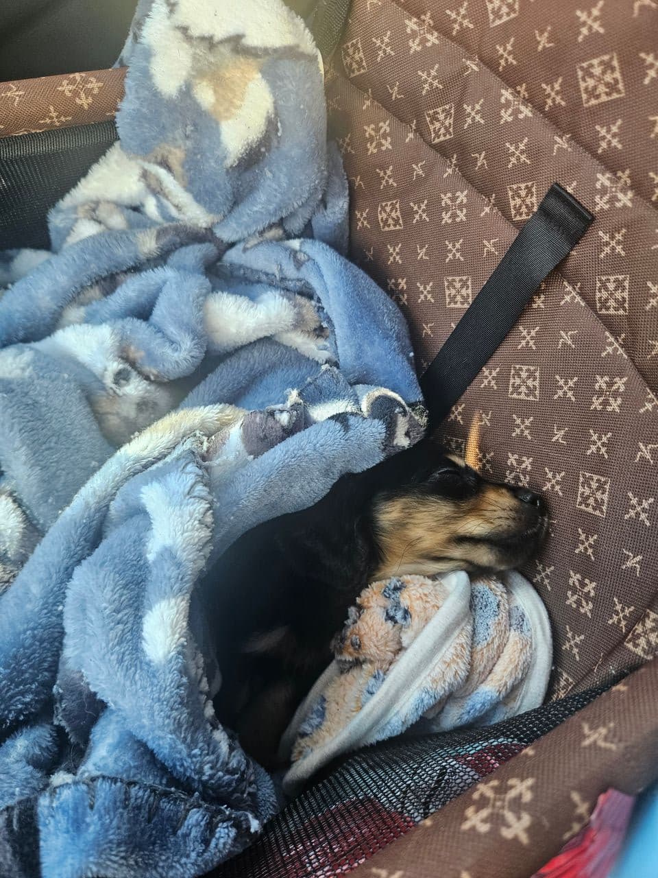 Pet travel photo 1