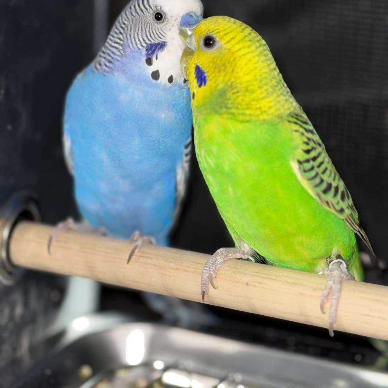 Pet travel photo 6