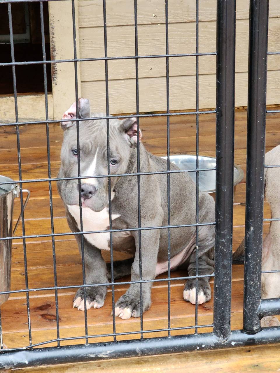 American Bully named Buster
