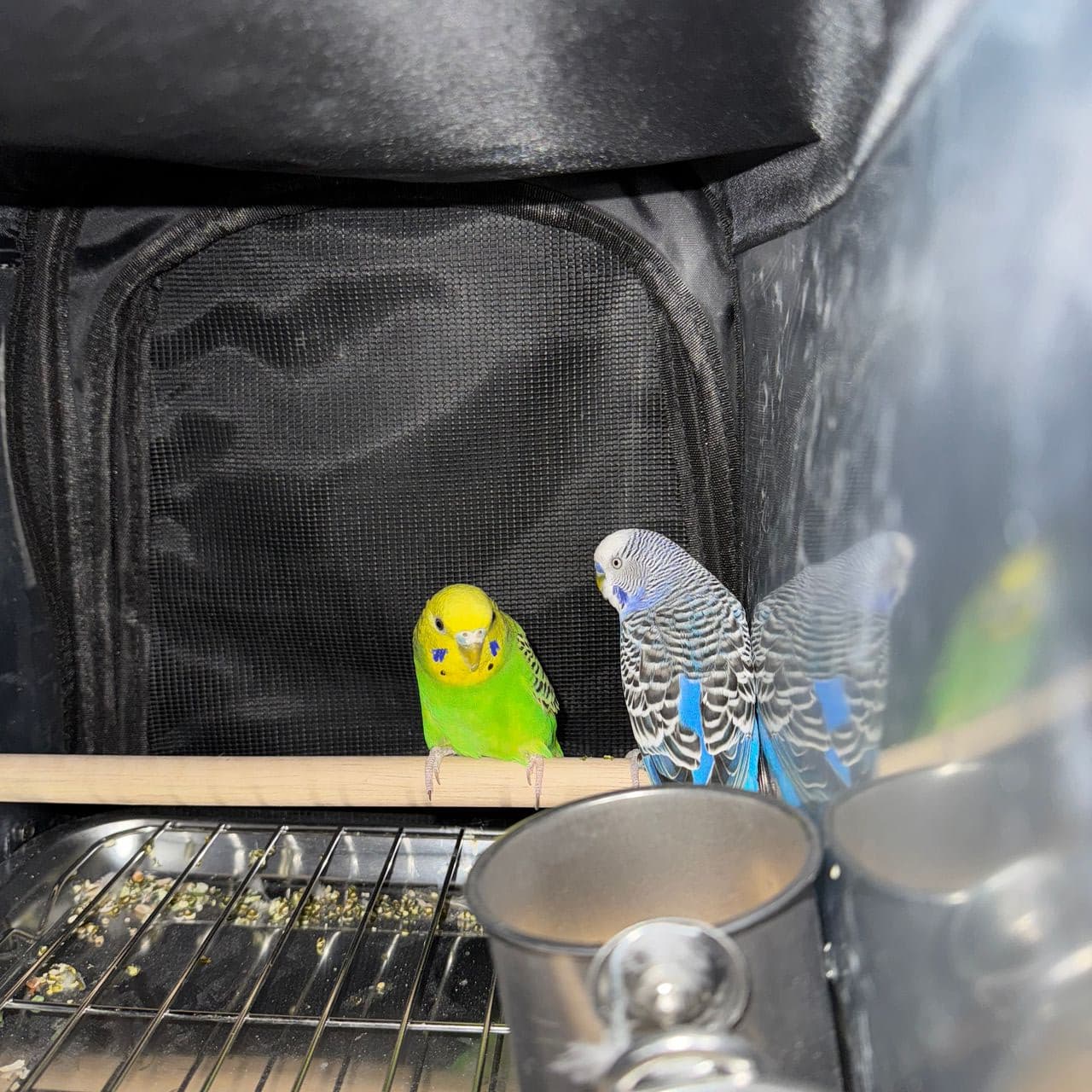 Pet travel photo 5