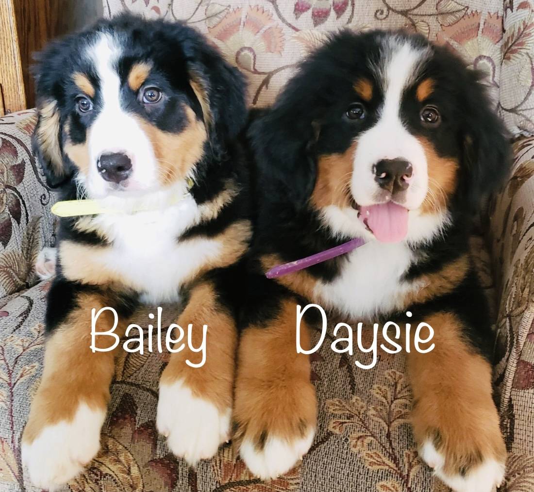 Two 10 week old bernese named Daysie And Bailey