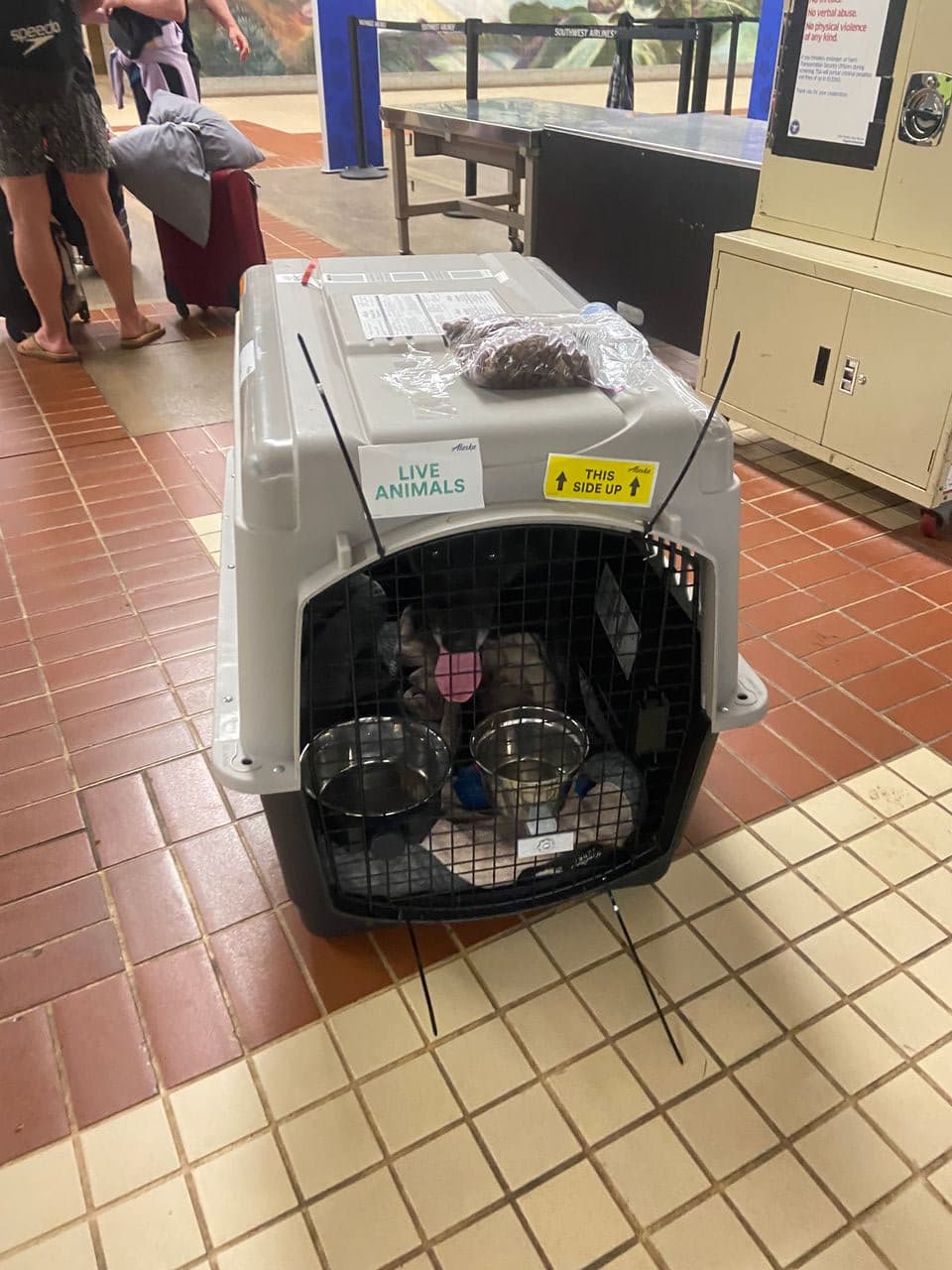 Pet travel photo 2