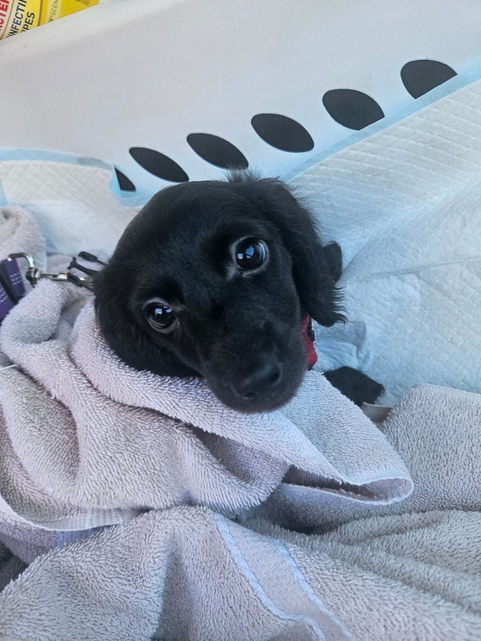 Pet travel photo 3