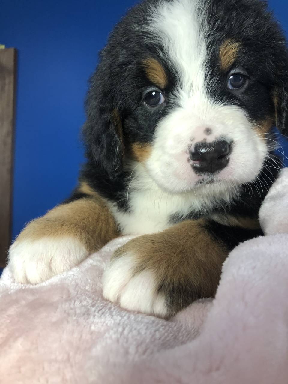 Bernese Mountain Dog named 2 Puppies