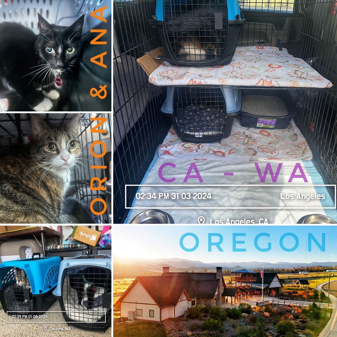 Pet travel photo 5