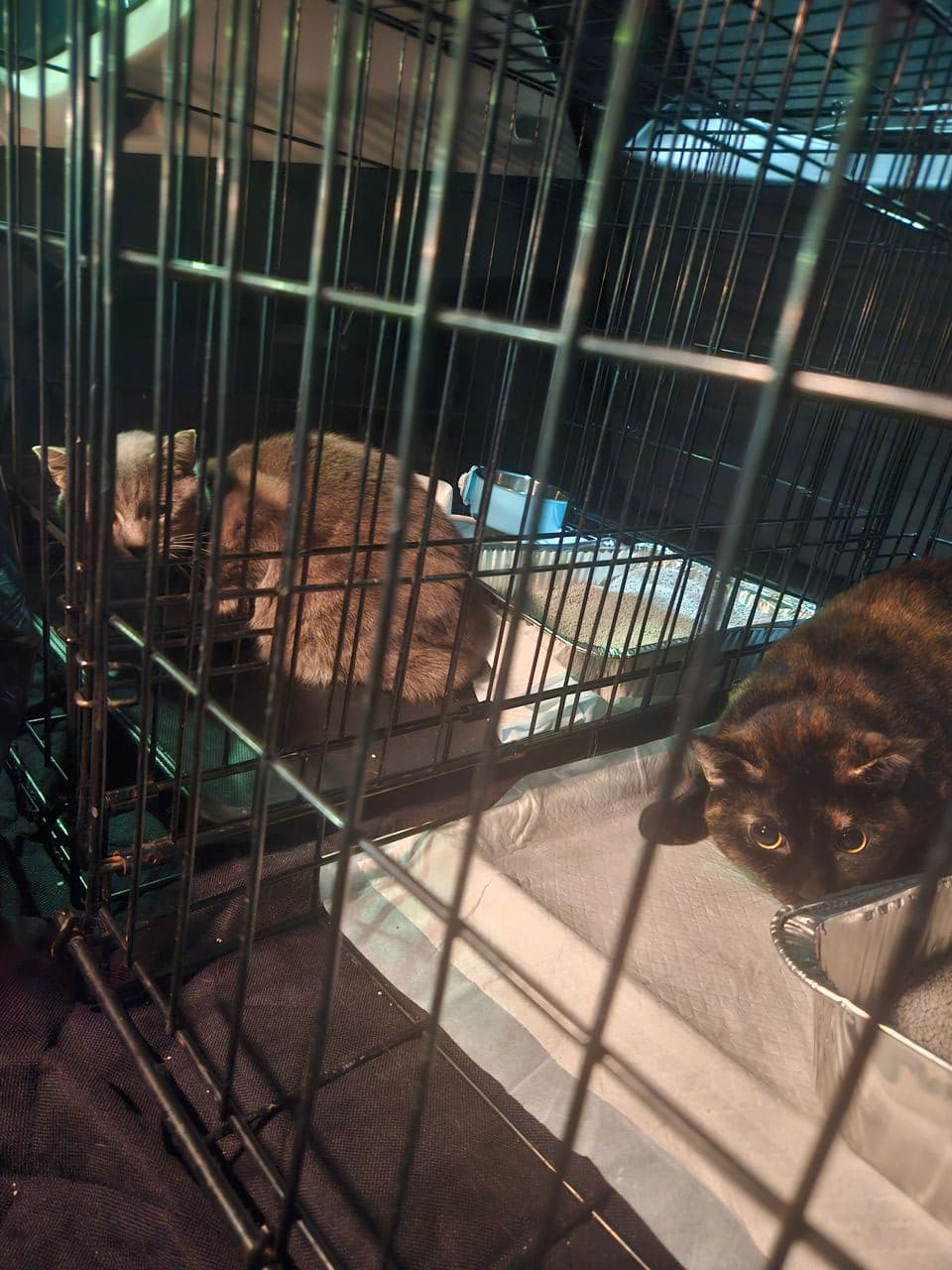 Pet travel photo 5