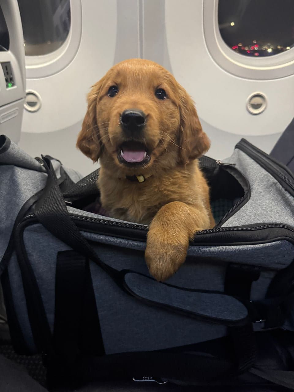 Pet travel photo 4