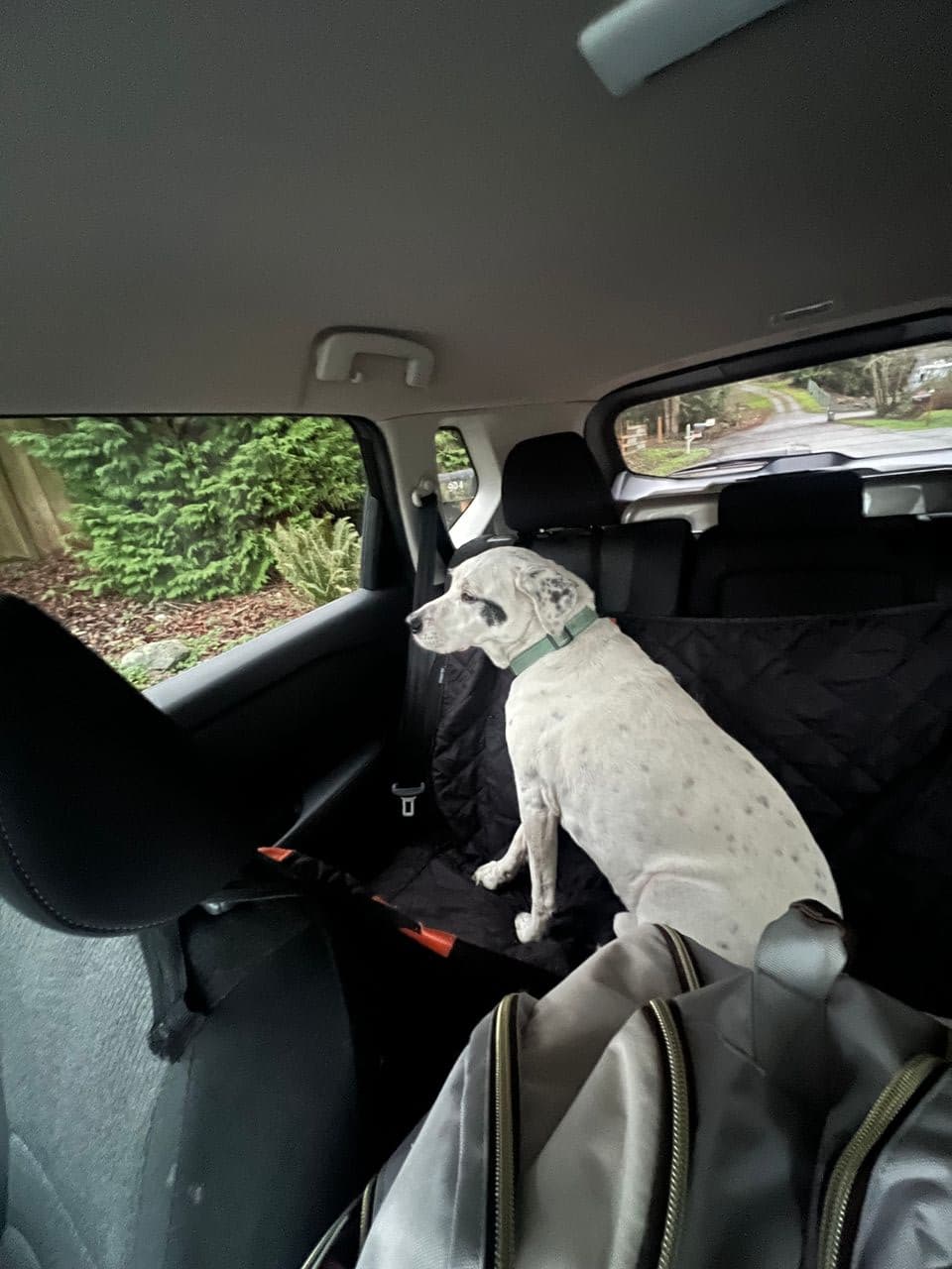 Pet travel photo 5