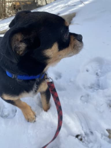 Chihuahua named Nacho