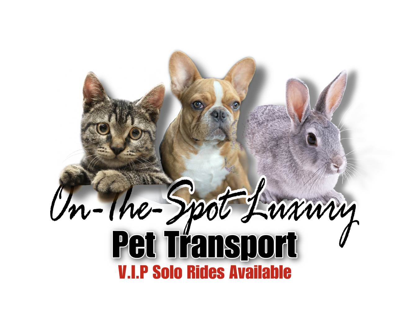 On-The- Spot Luxury Pet Transport