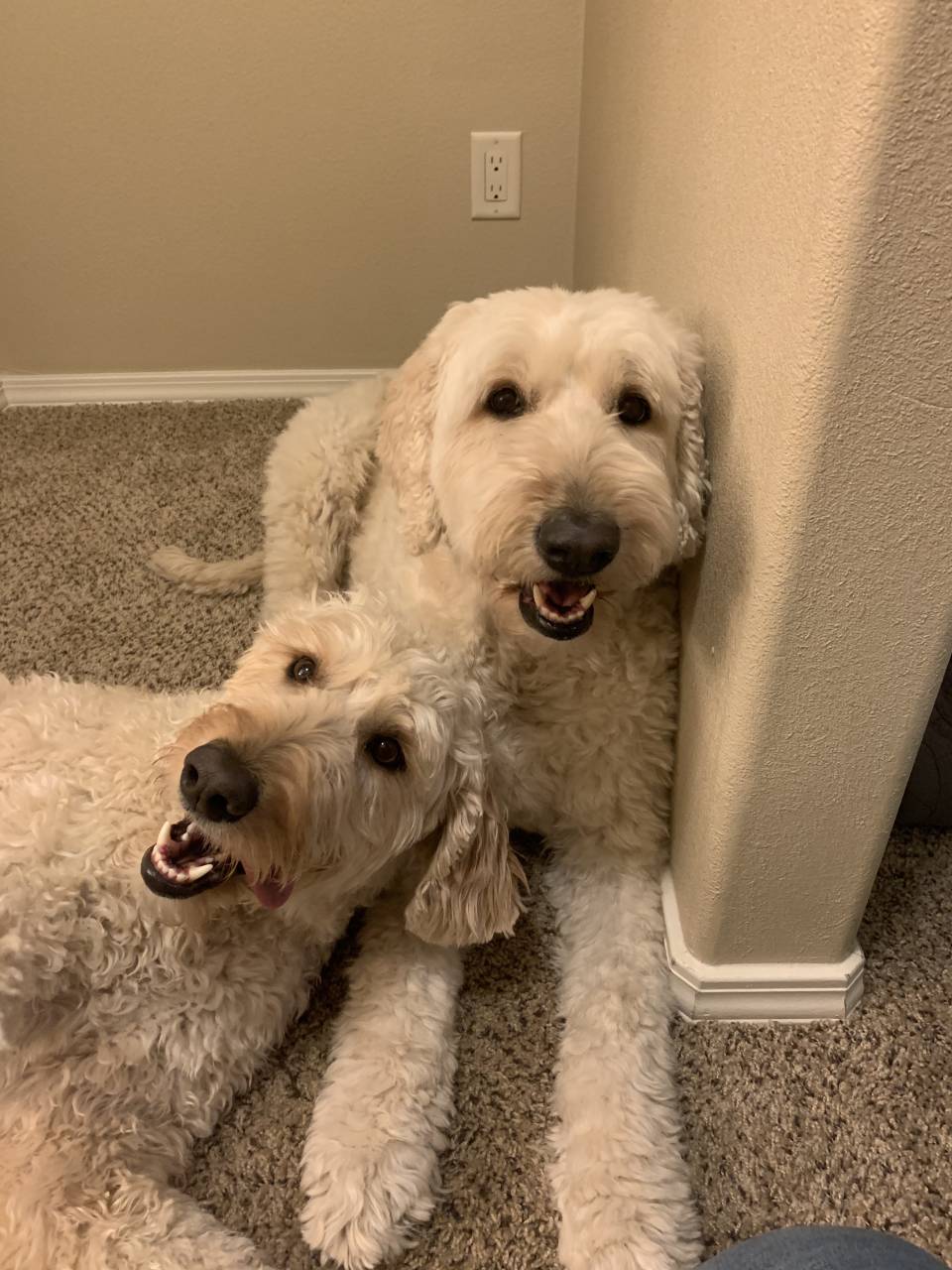 Goldendoodle named Lucy And Daisy