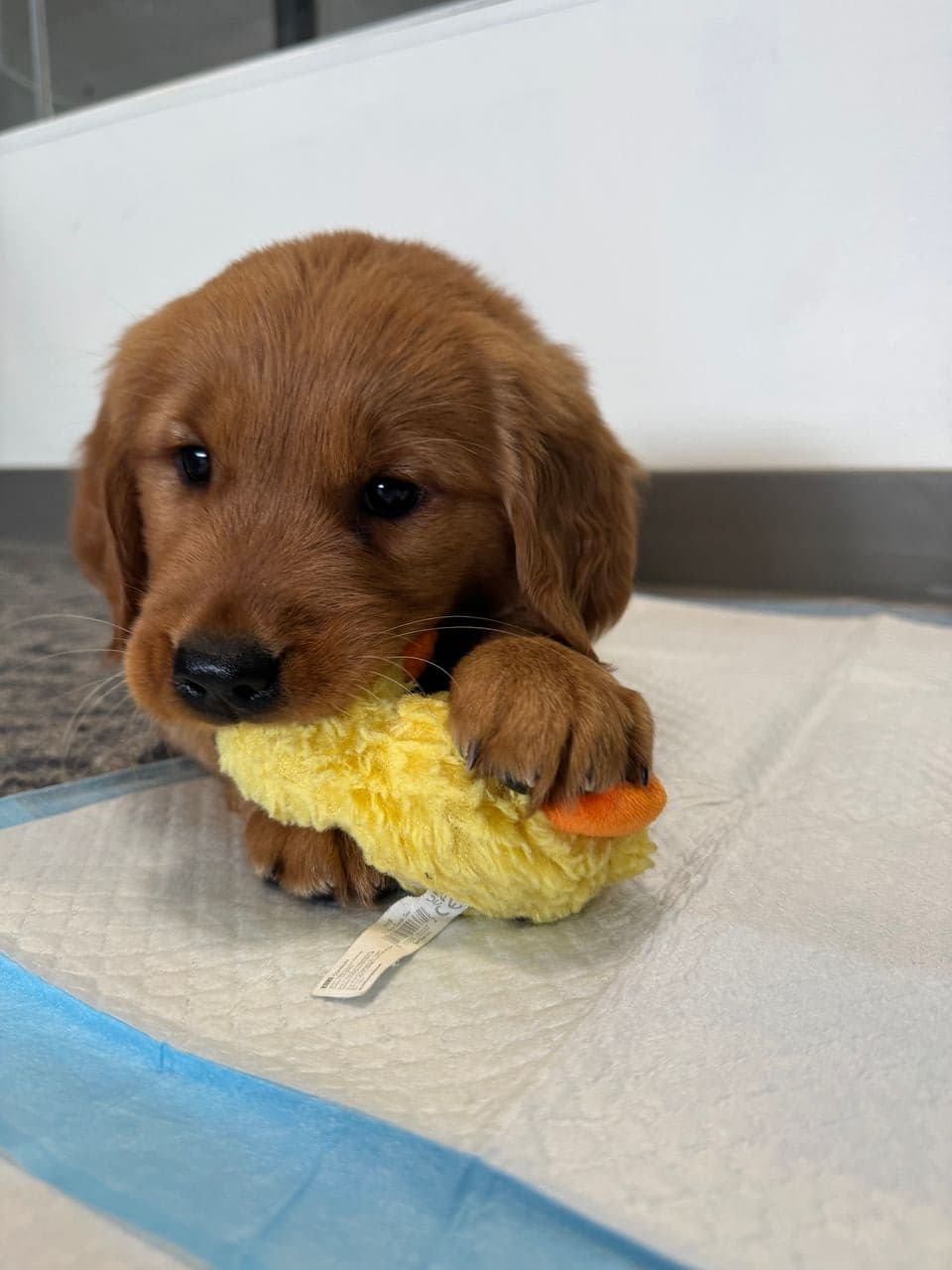 Pet travel photo 3