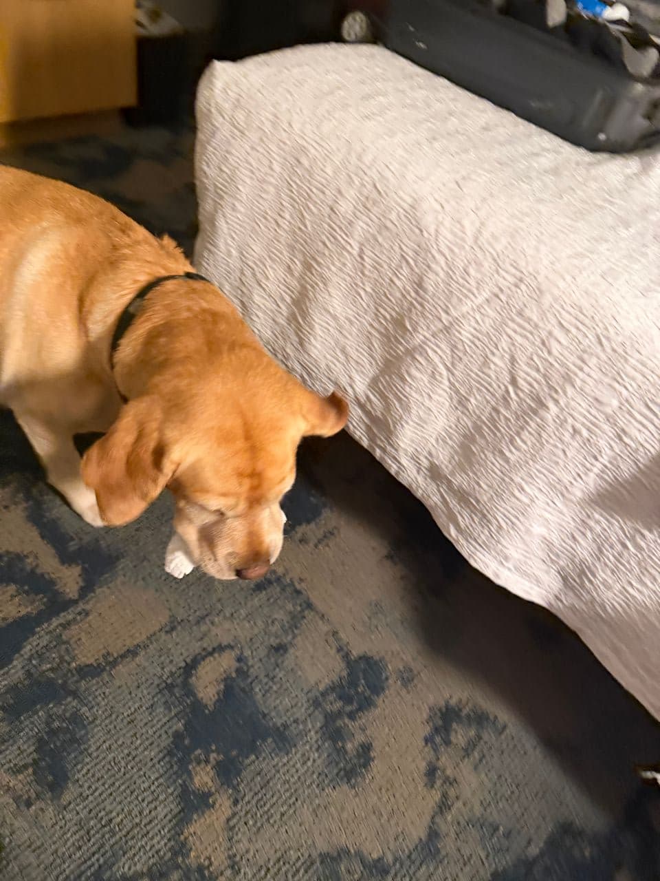 Pet travel photo 4