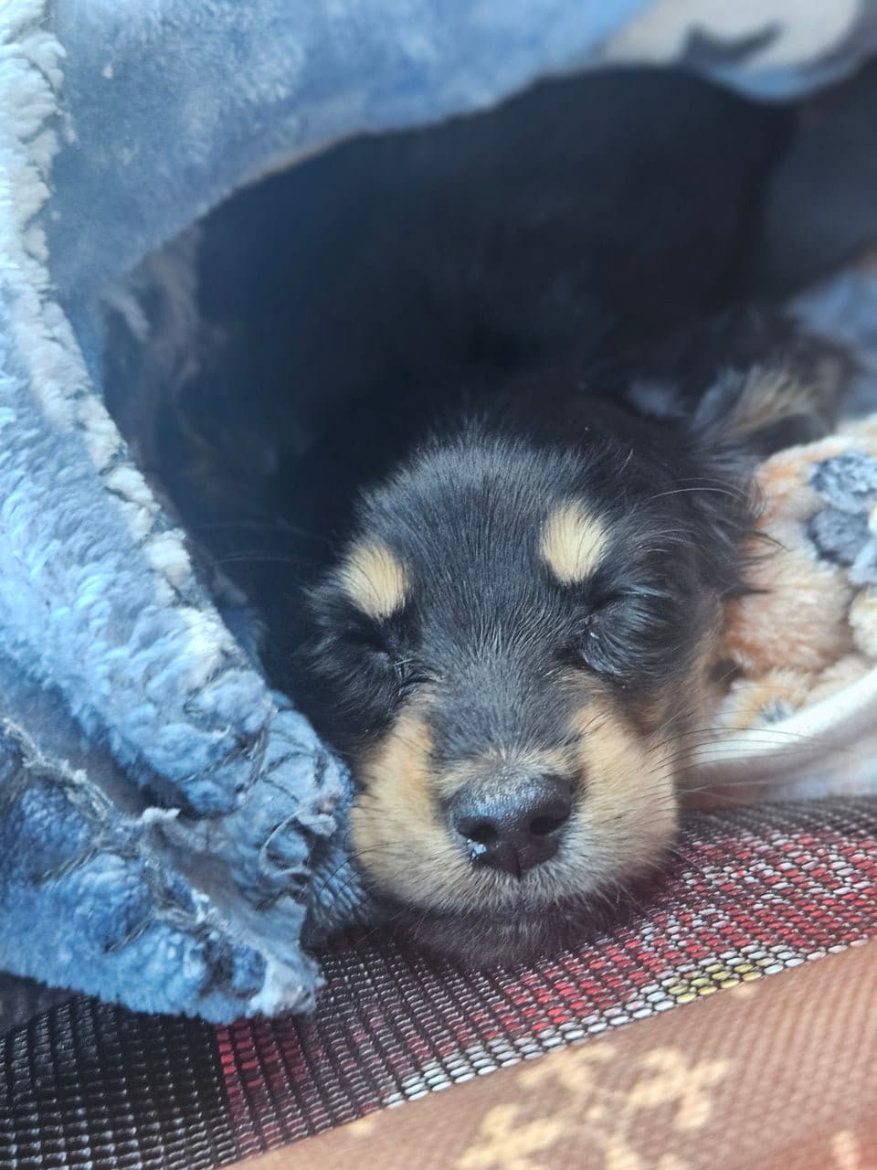 Pet travel photo 2