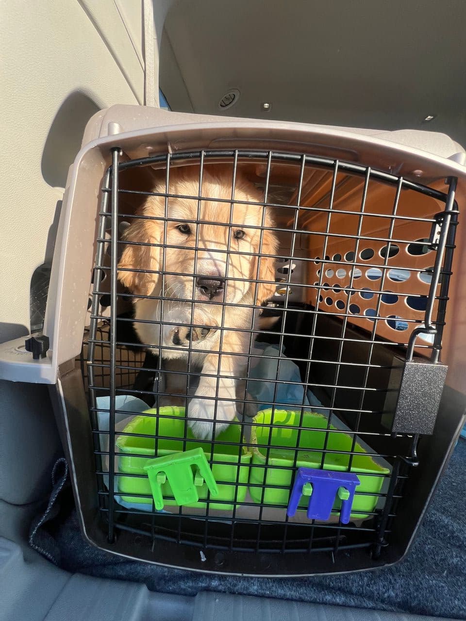 Pet travel photo 6