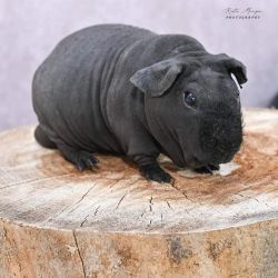Guinea Pigs named Skinny's