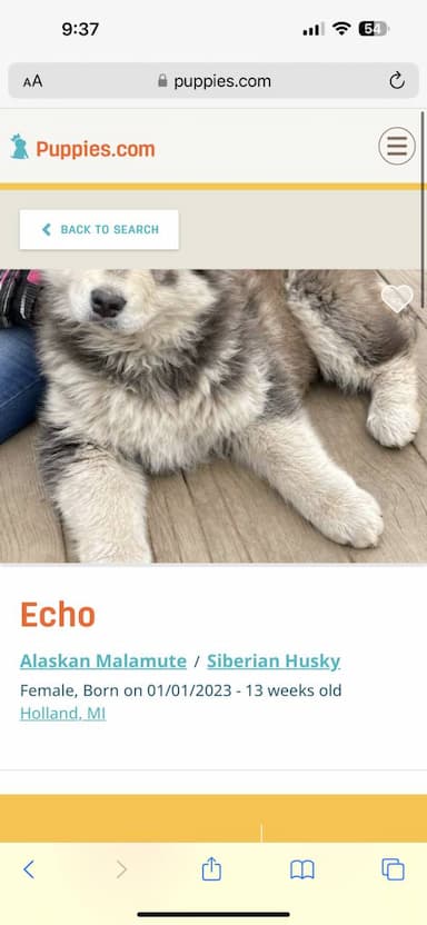 Alaskan Malamute named Echo
