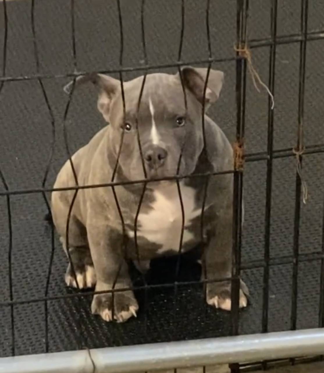 American Bully named Pablo