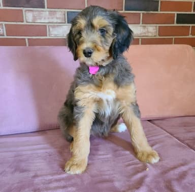 Aussiedoodle named Lizzie