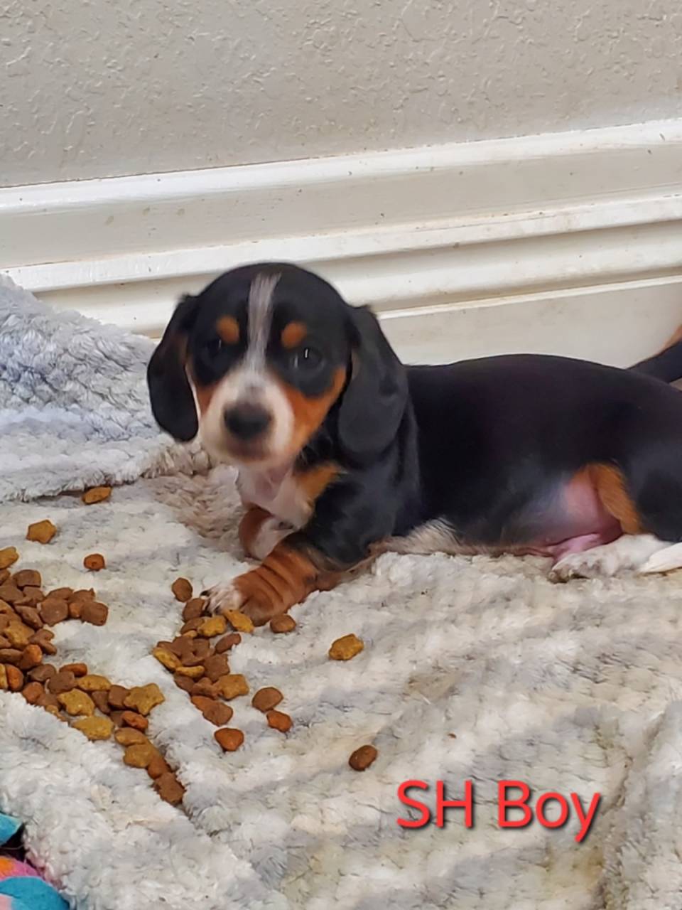 Dachshund named 4 Doxie Puppies