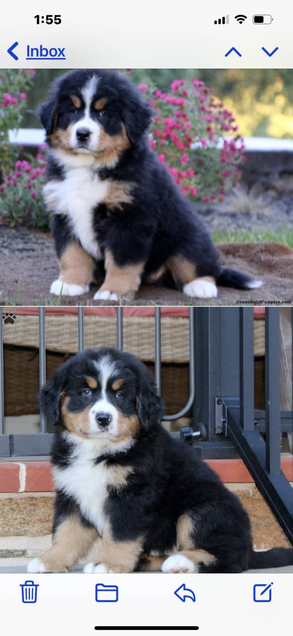 Bernese mountain dog named Brittany And Bryson