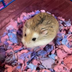 Dwarf Hamster named Twinkie