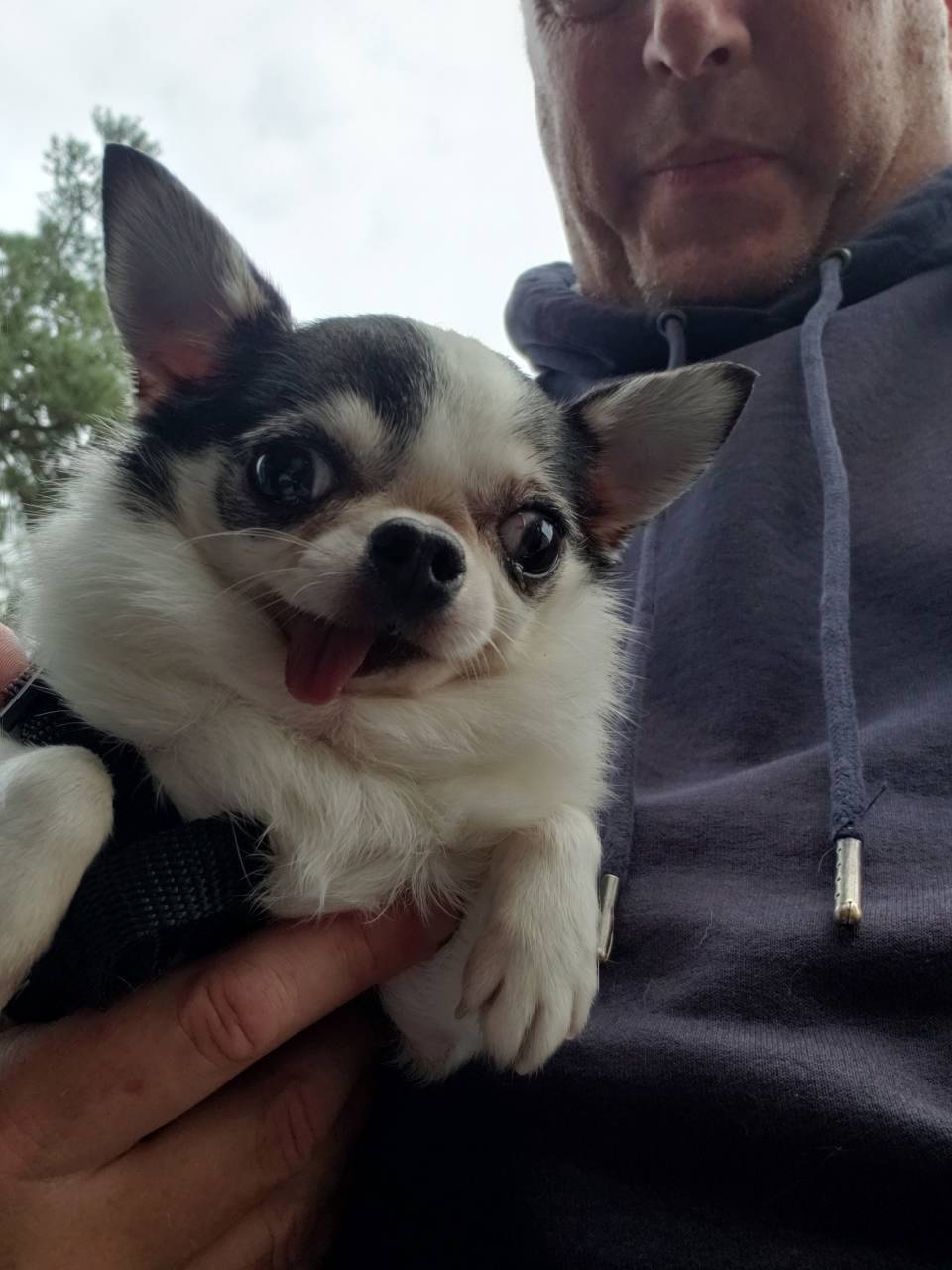 Pet travel photo 4
