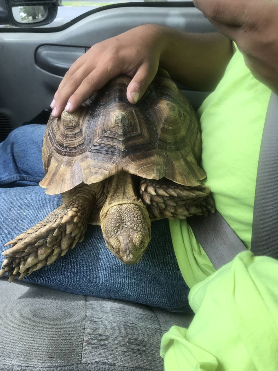 African spurred tortoise named Lady