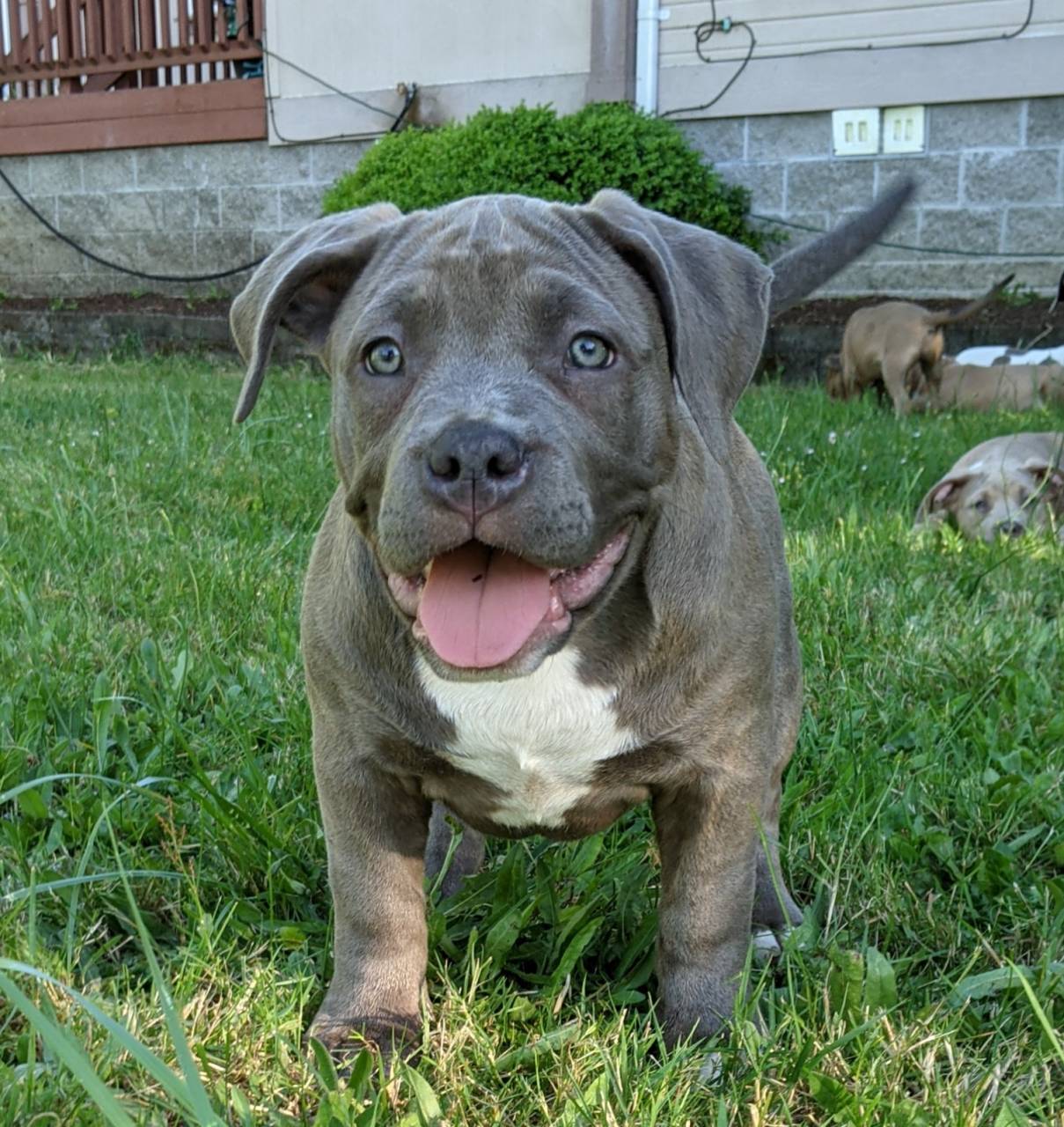 American bully named Baby