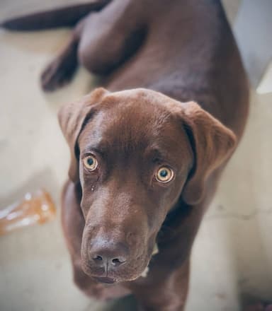 Labrador named Charlie