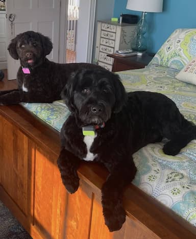 Portuguese Water Dog named Remy & Rue