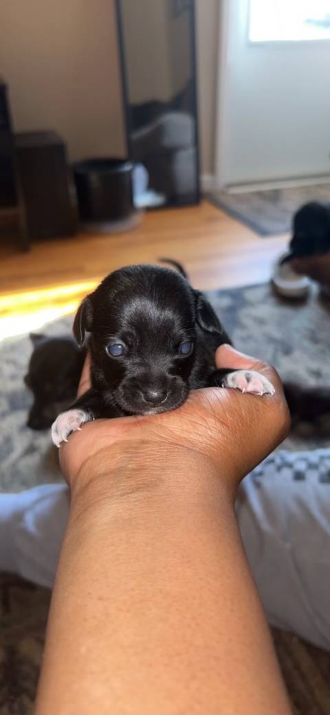 Chihuahua named Puppy