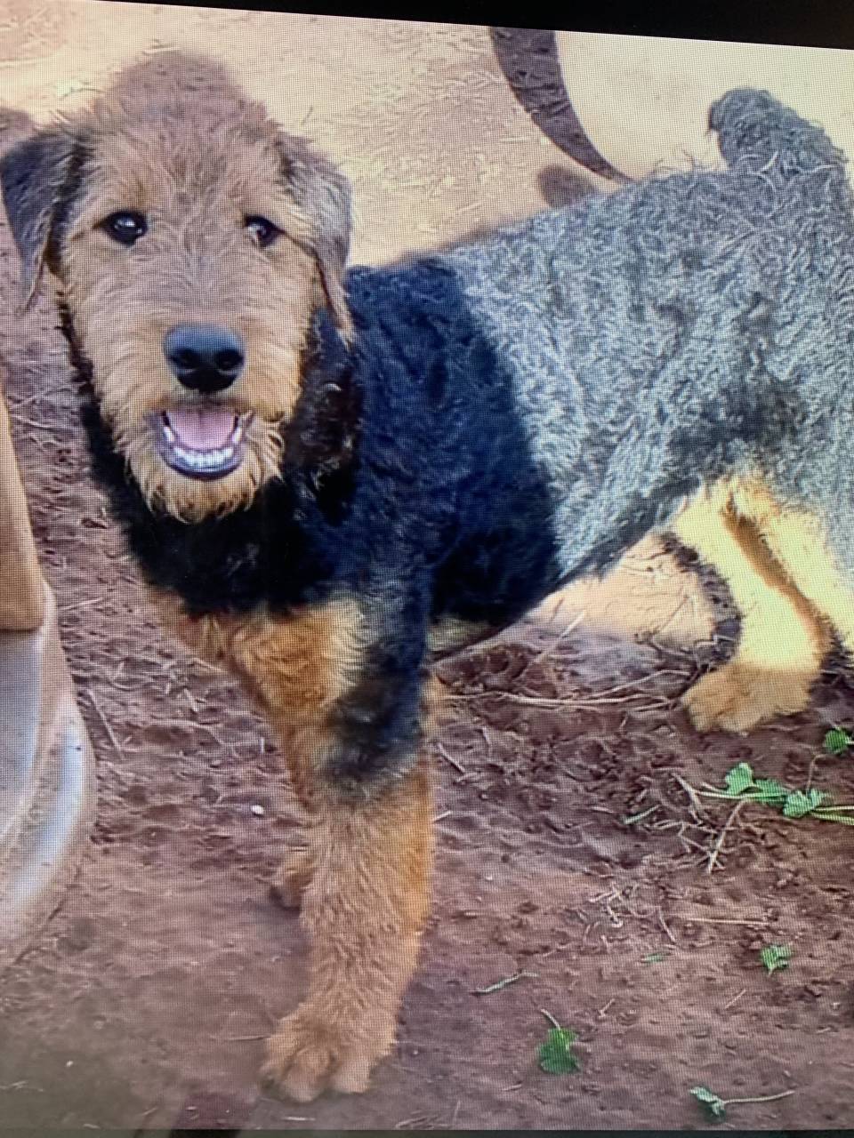 airedale terrier named None