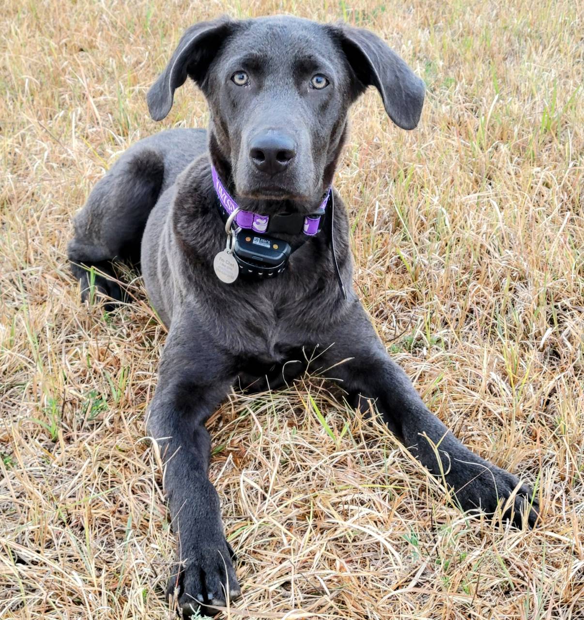 Labrador Retriever named Chet