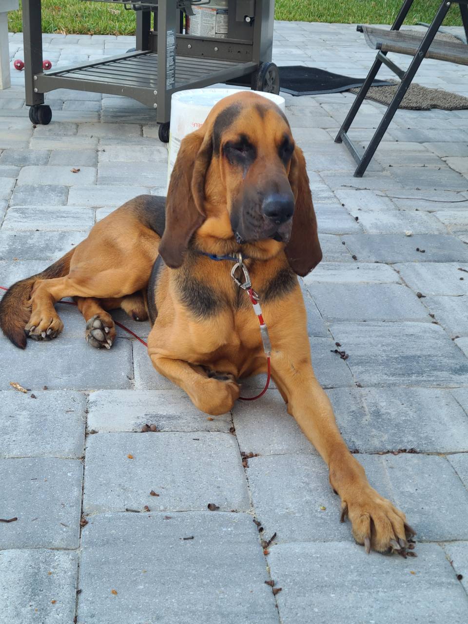 Bloodhound named Waylon
