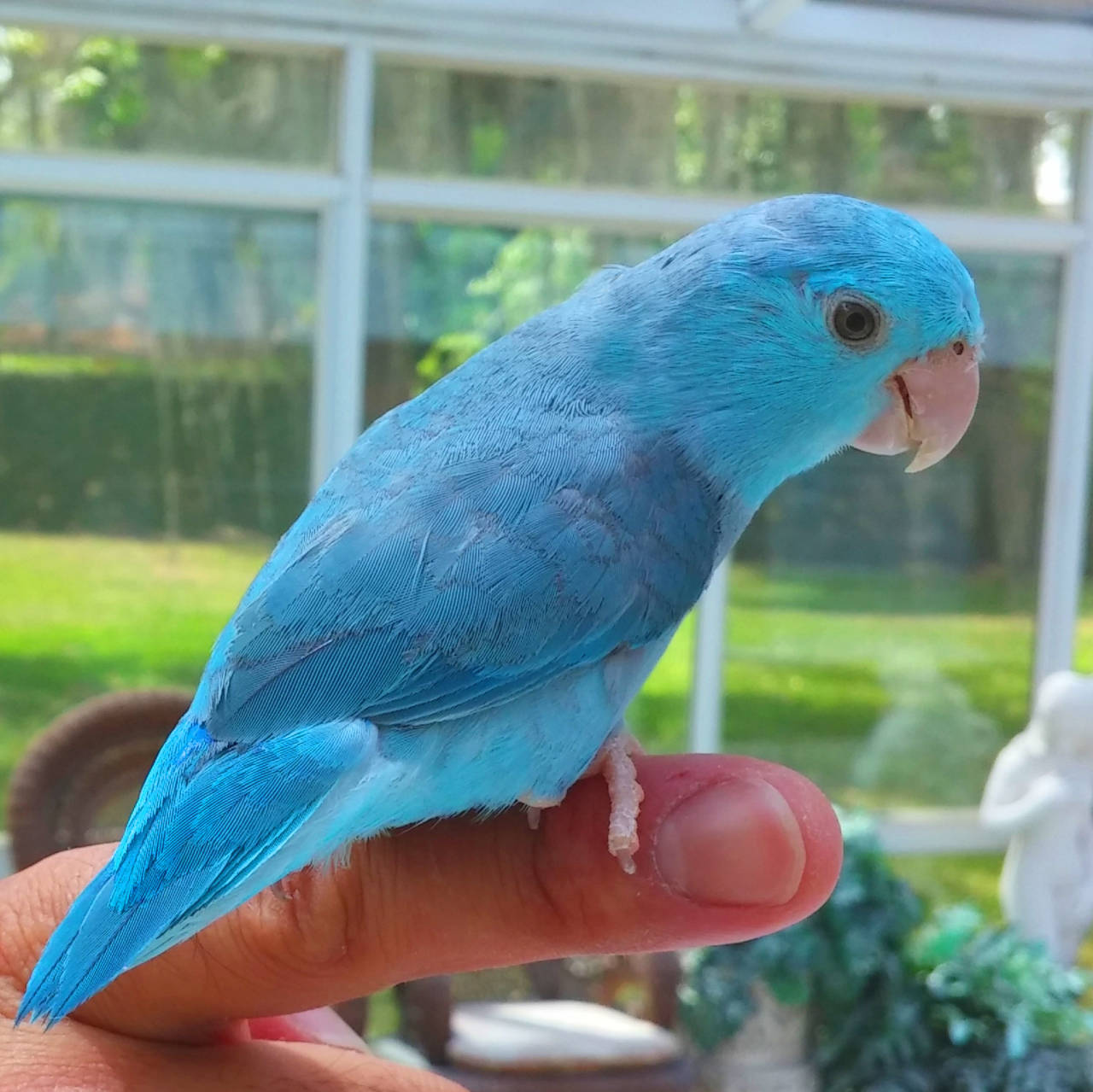 Parrotlet named Small Parrotlet Only 20g And Small Box