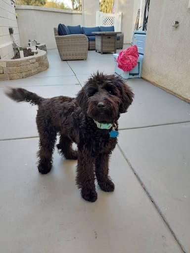 Aussiedoodle named Maggie