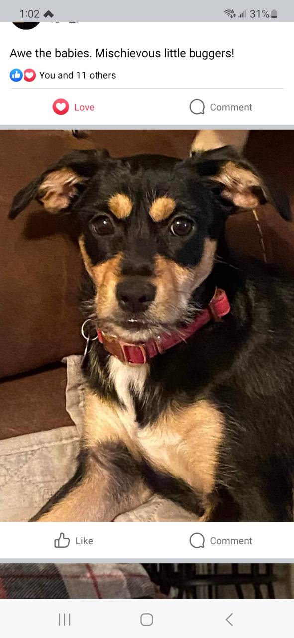 Chihuahua named Maggie